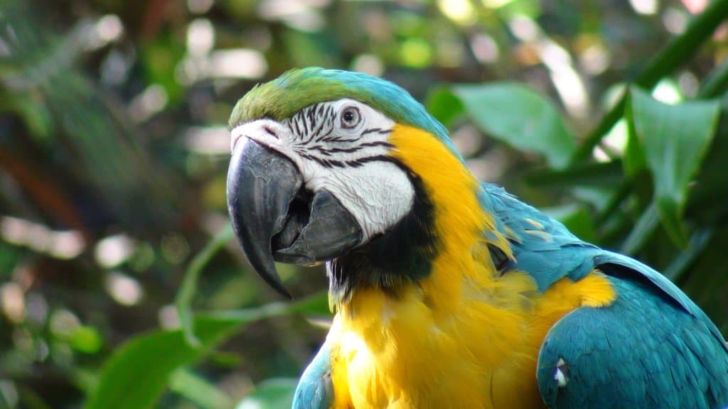 Rescate Wildlife Rescue Center Zoo Ave