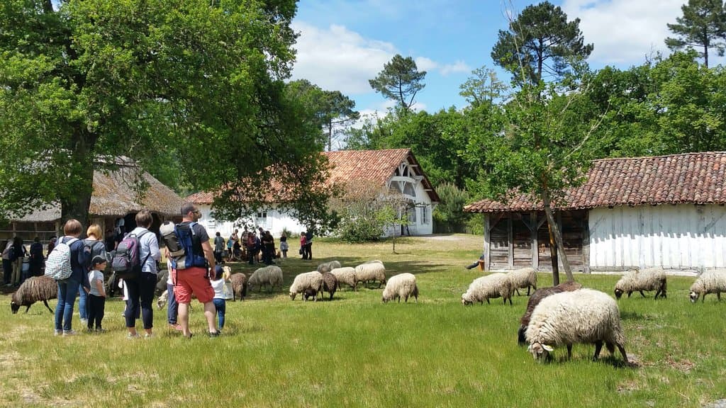 Découvrir l'airial de l'écomusée de Marquèze, un moment unique à vivre en famille. 