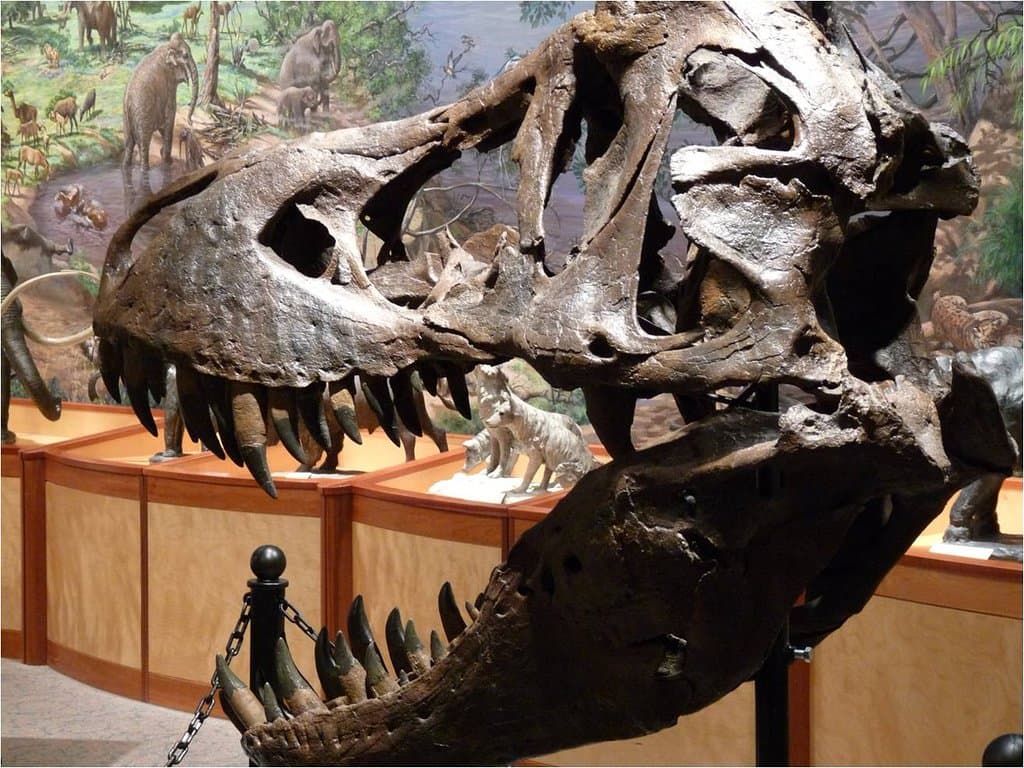 T-Rex Skull on display