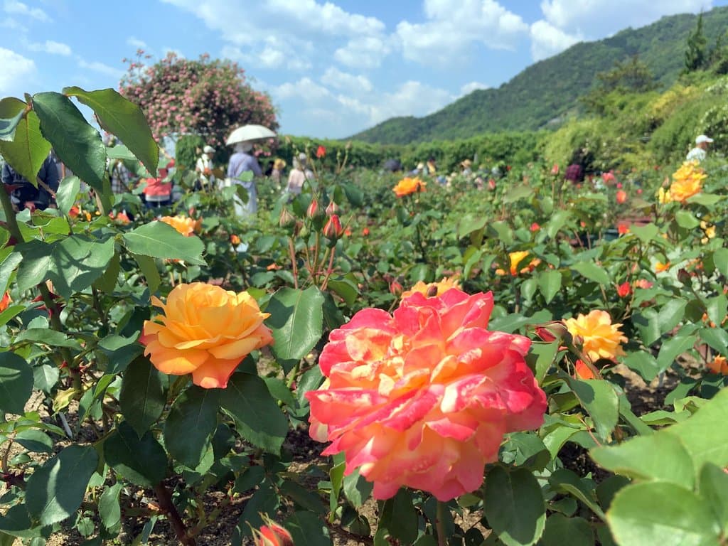Hiroshima Botanical Garden