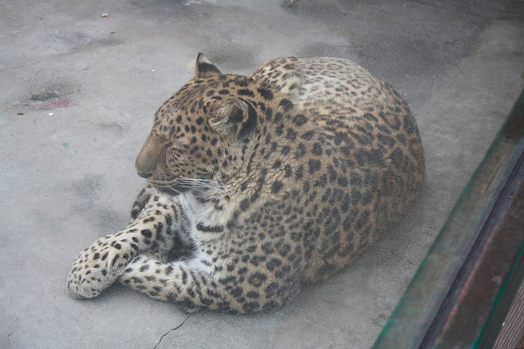 Beautiful leopard