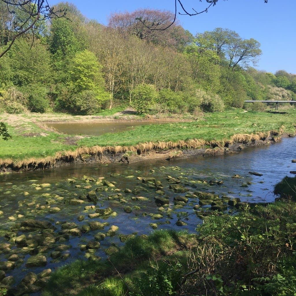 Holywell Dene