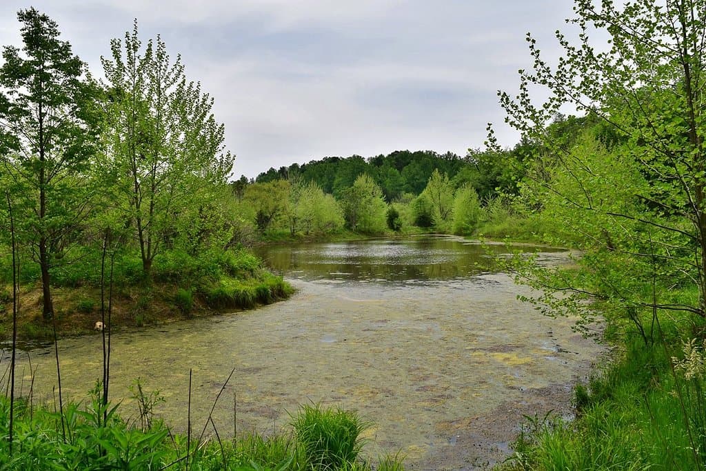 Pond