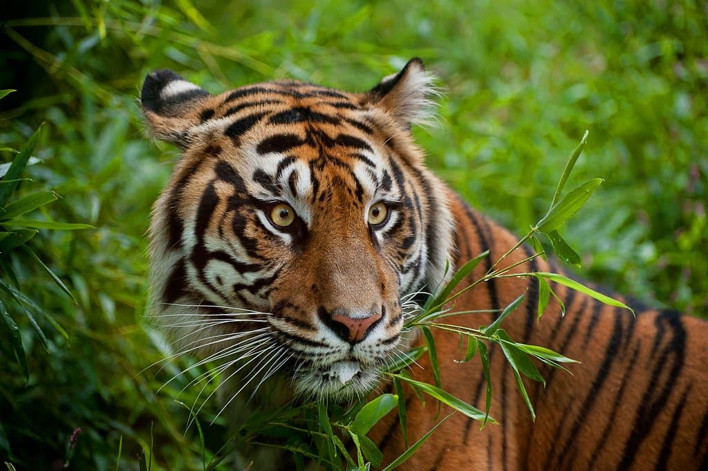 Akron Zoo