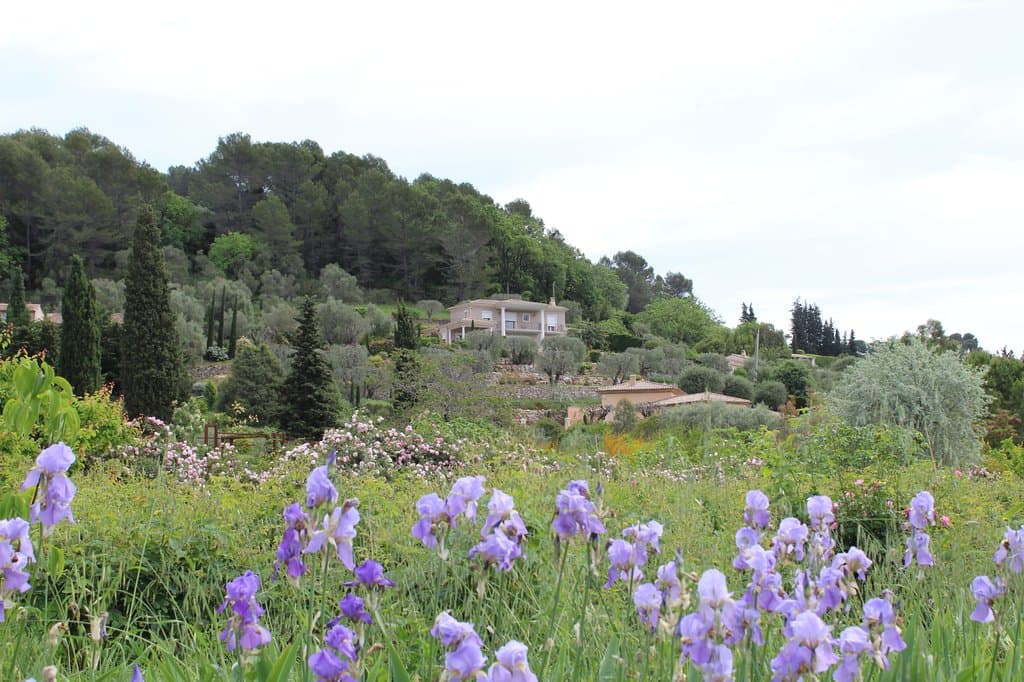 Iris odorante