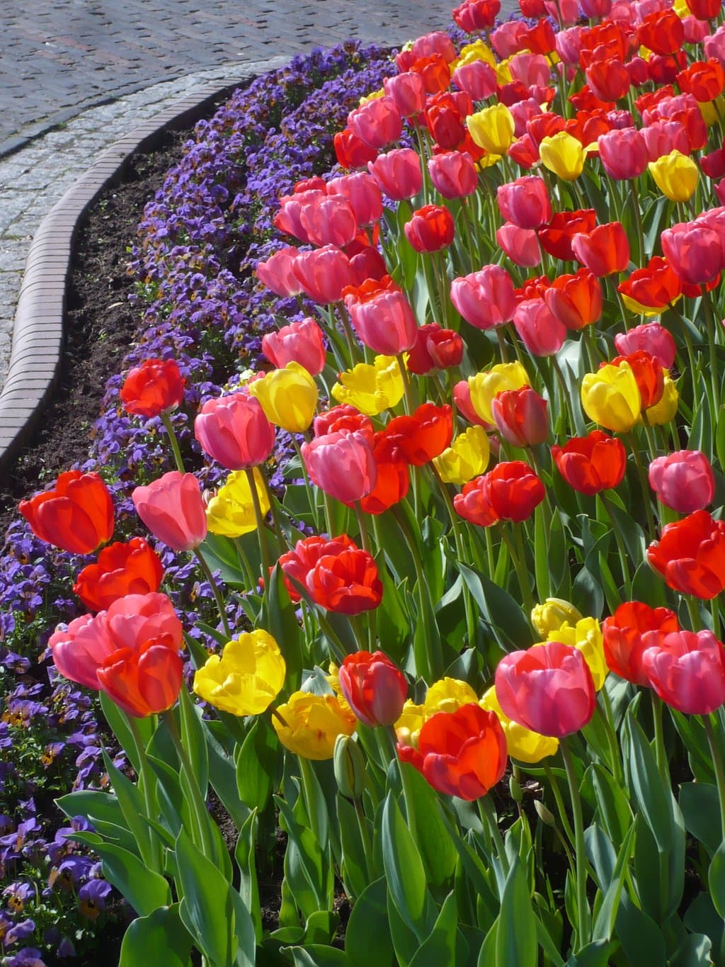 Schöne Blumen vor der Touristen Information, an der Straße.