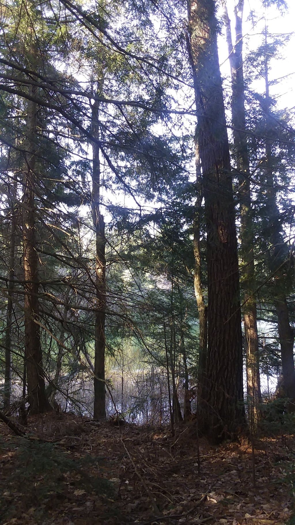 Early morning hike through Hiawatha National Forest; beautiful way to begin the day!