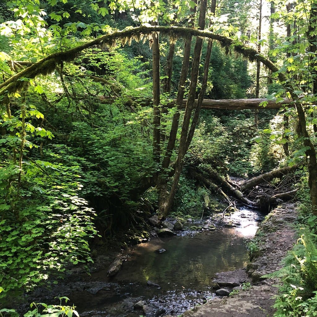 Lower Macleay Park Portland