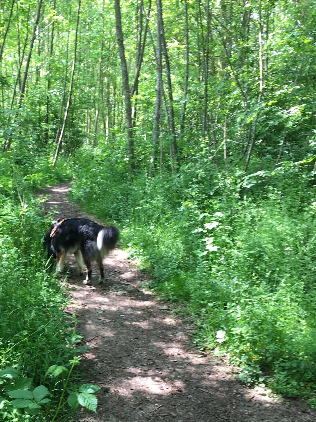 Woodland path