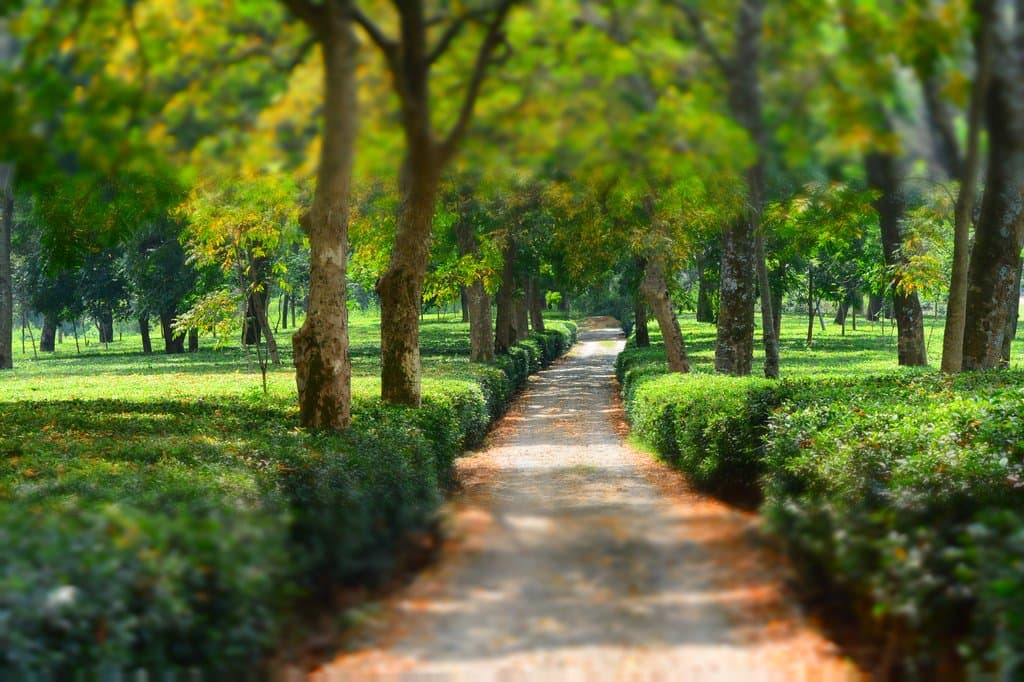 Wah Tea Estate walkway to factory