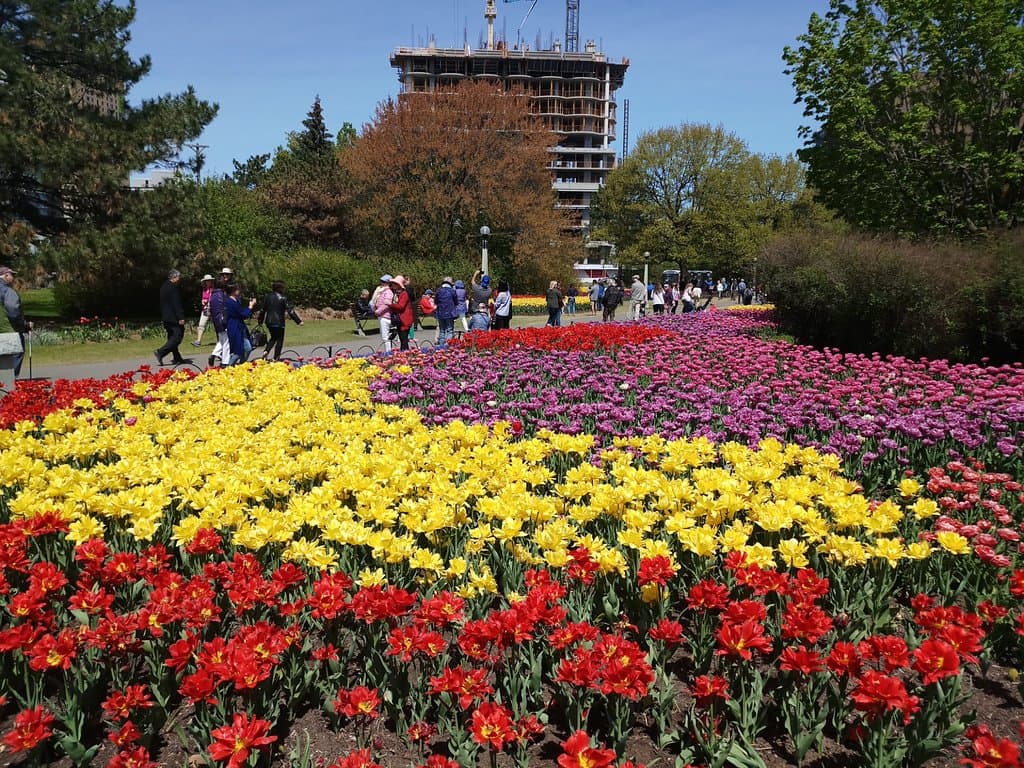 Tulips