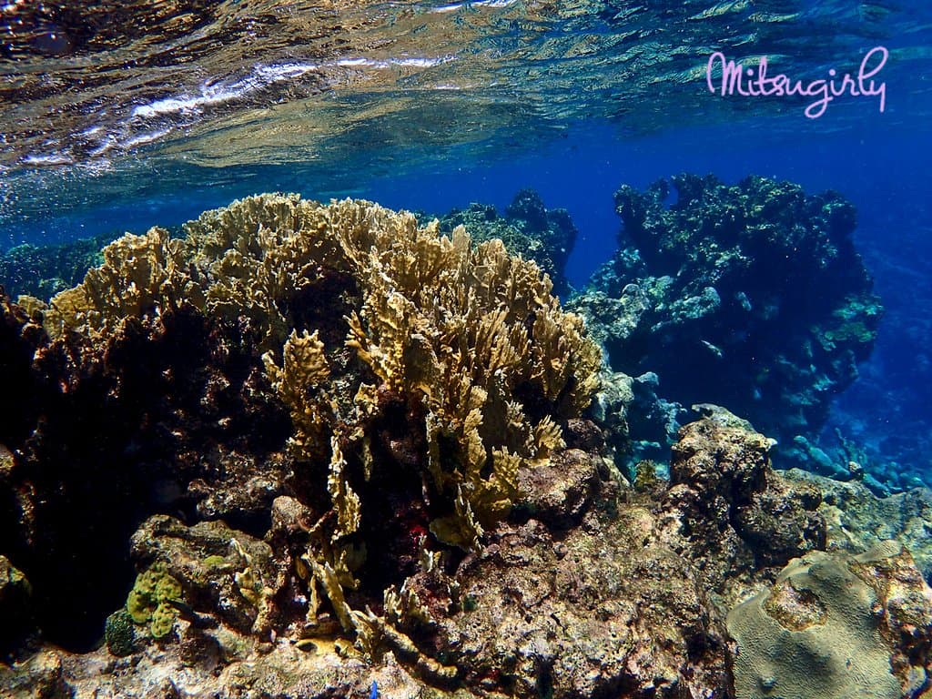Buck Island Reef National Monument