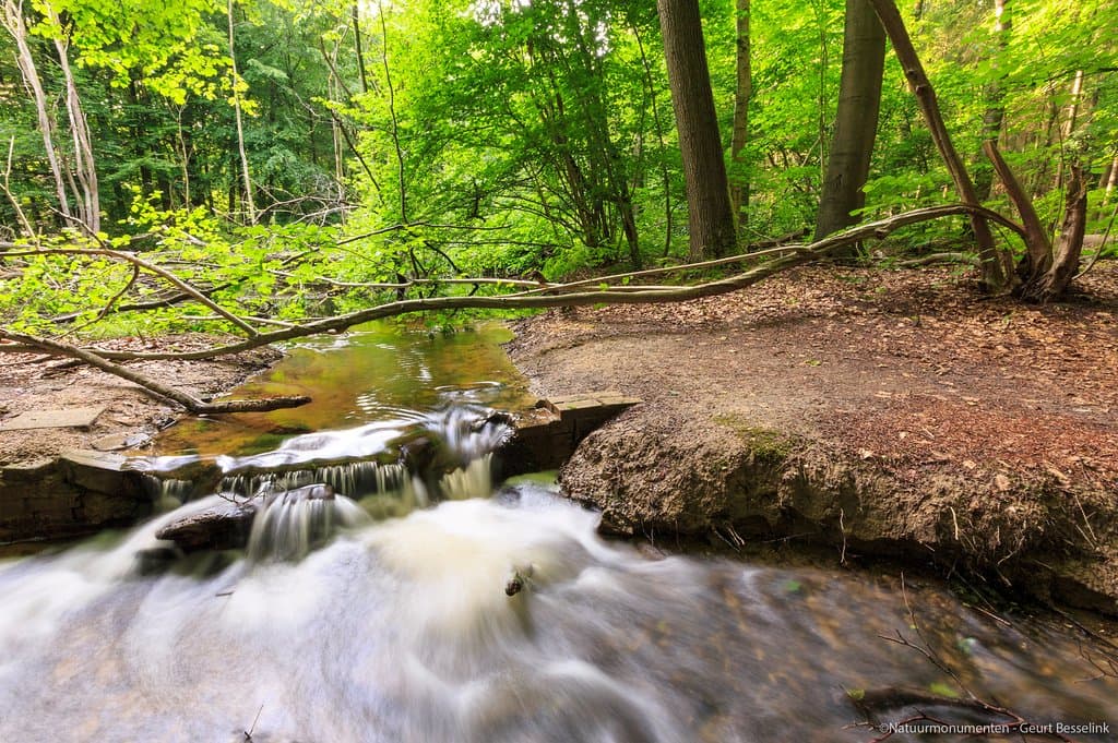 Waterloopbos