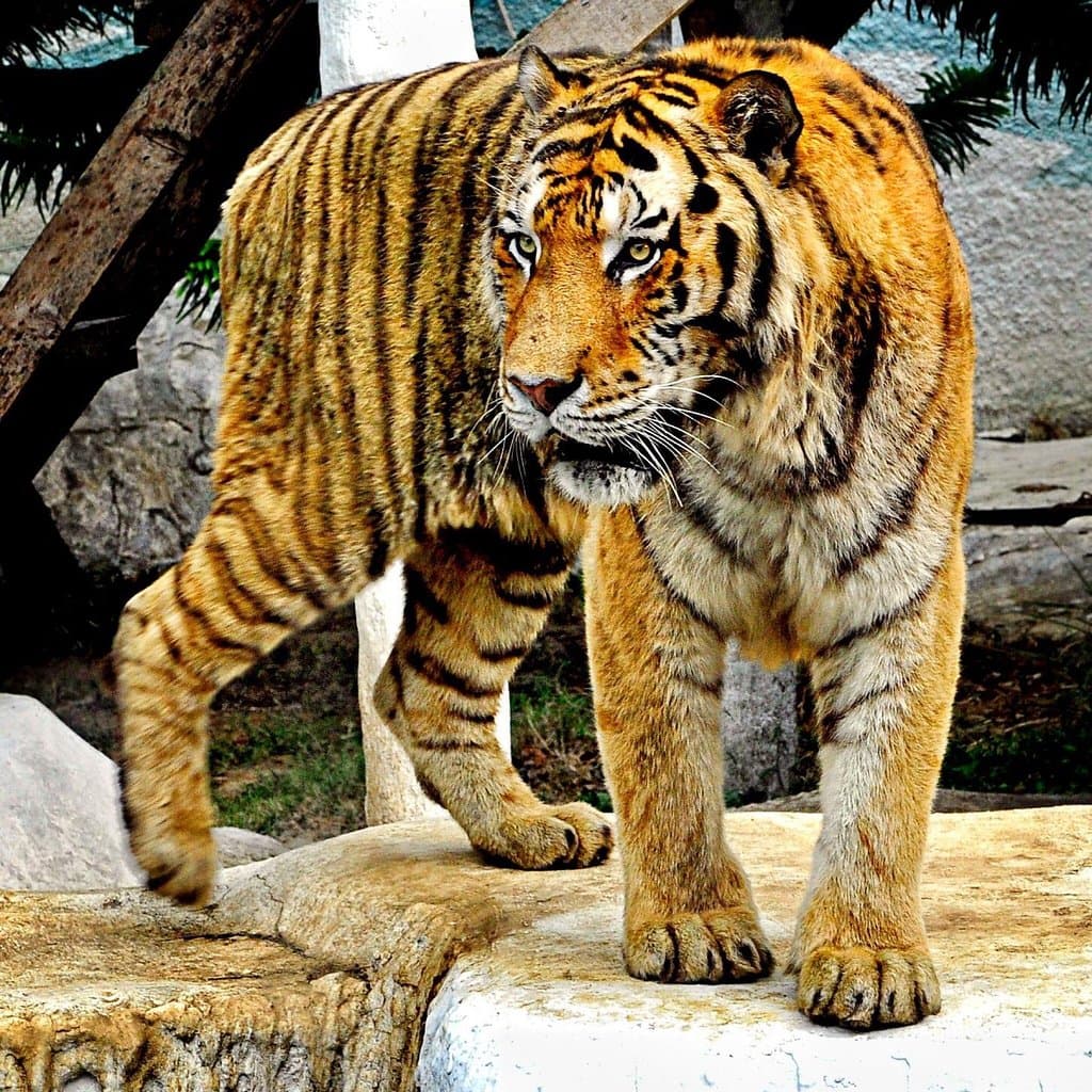 Batu Secret Zoo