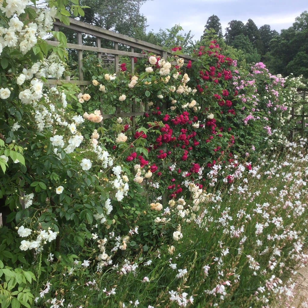 Sakura Kusabue no Oka