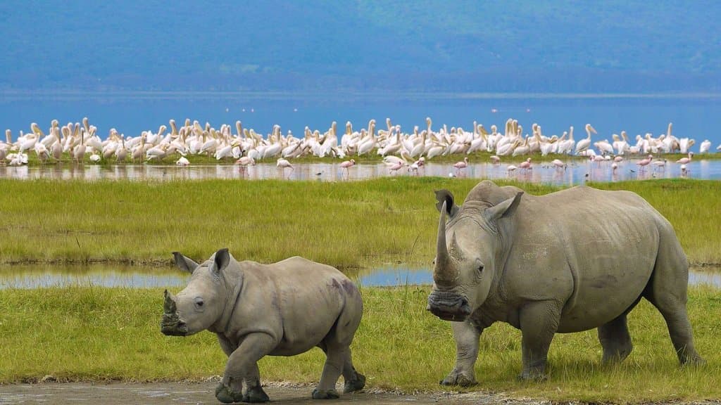 Nakuru National Park is home to black rhinos, water buffaloes, hippos and lions. Animals drink f