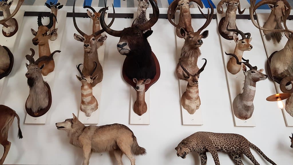 Trophy room.