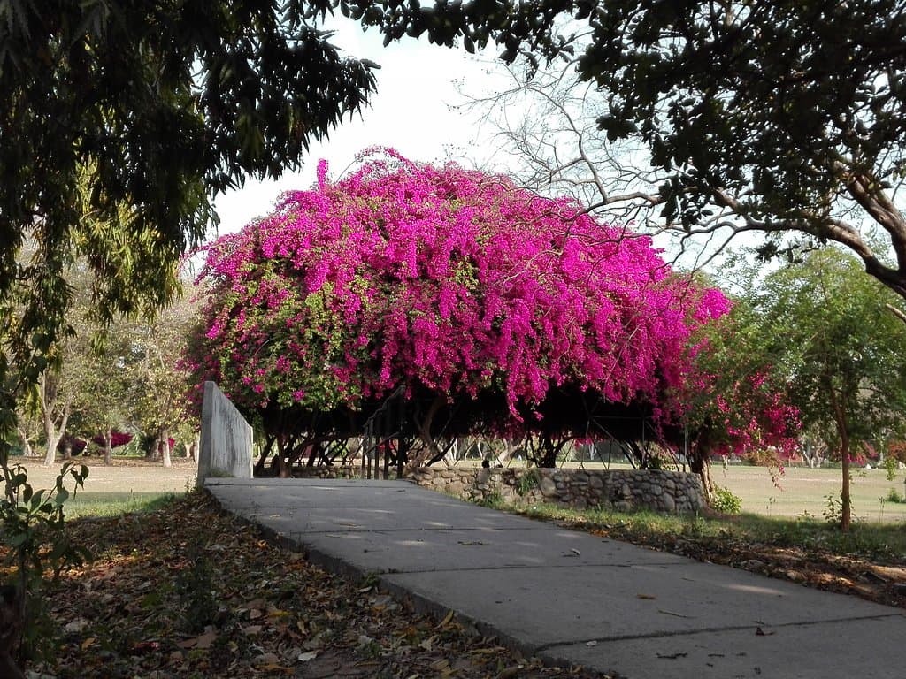 Bougainvillea - super gazebo