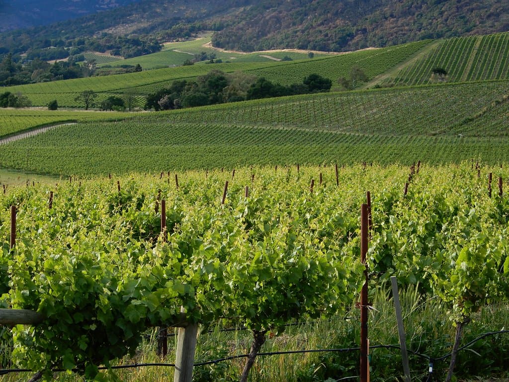 Grapevines along the Silverado Trail.