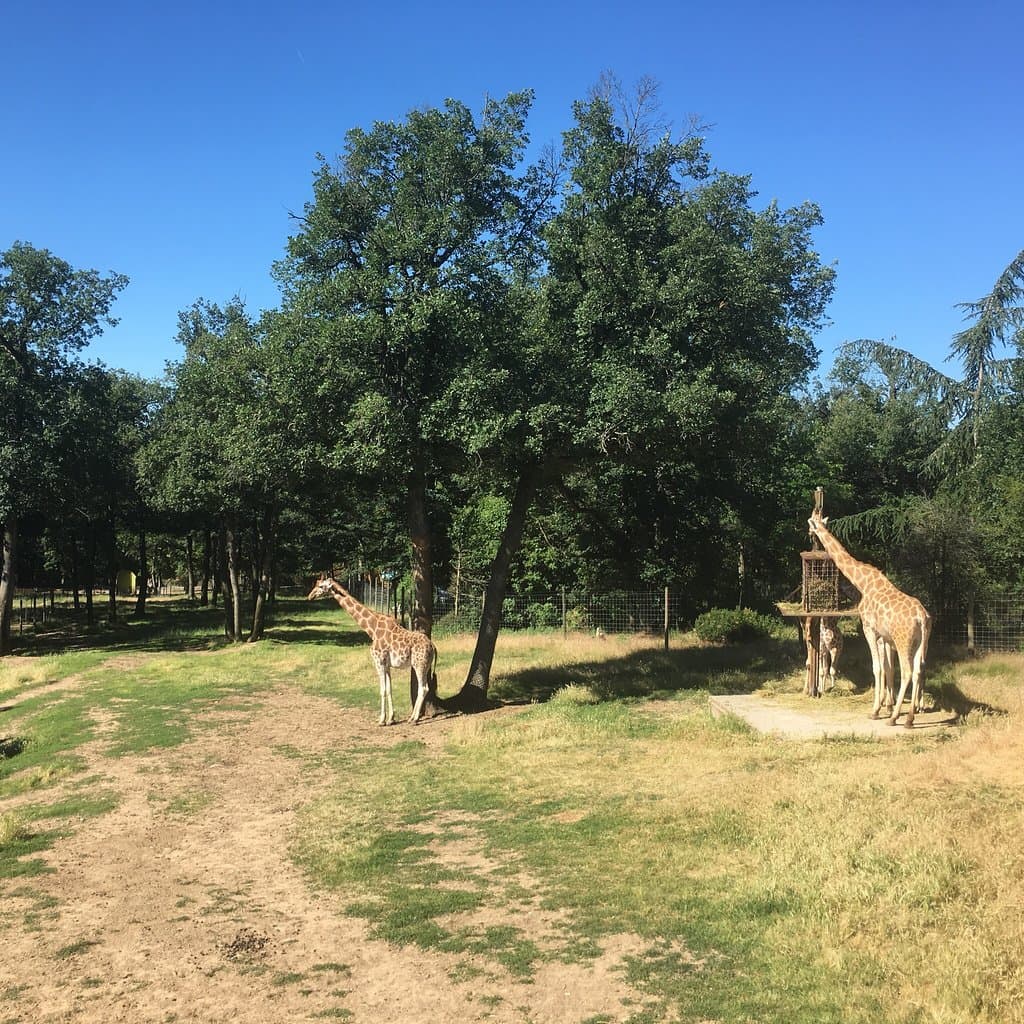 Safari de Peaugres