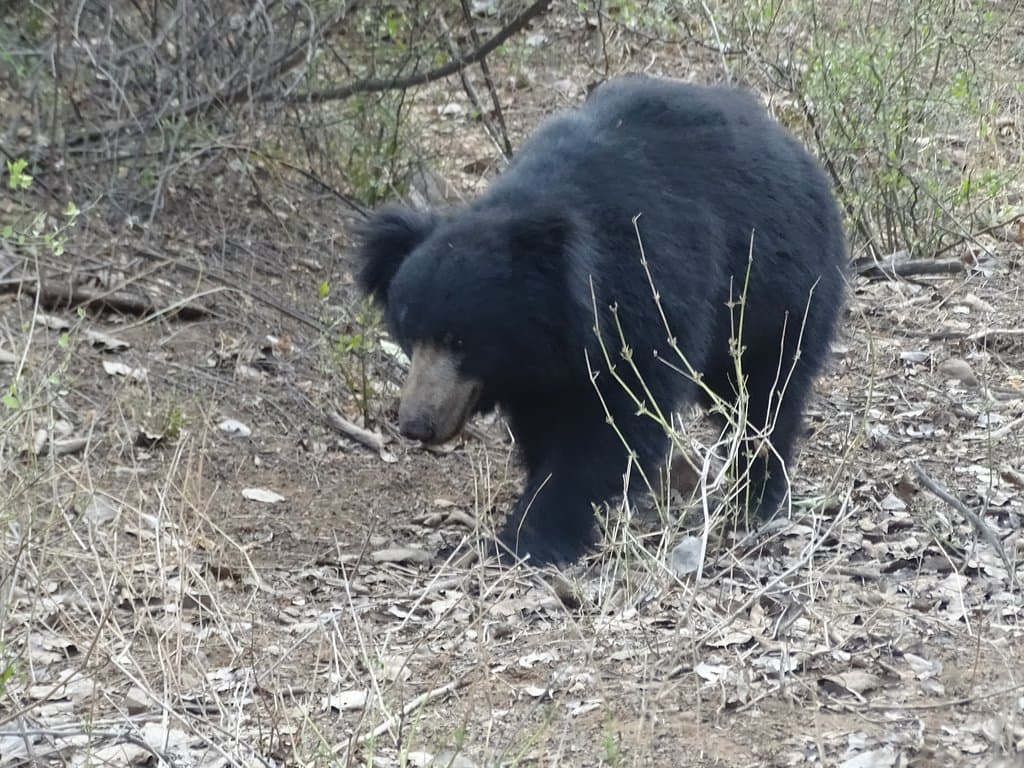 Sloth Bear