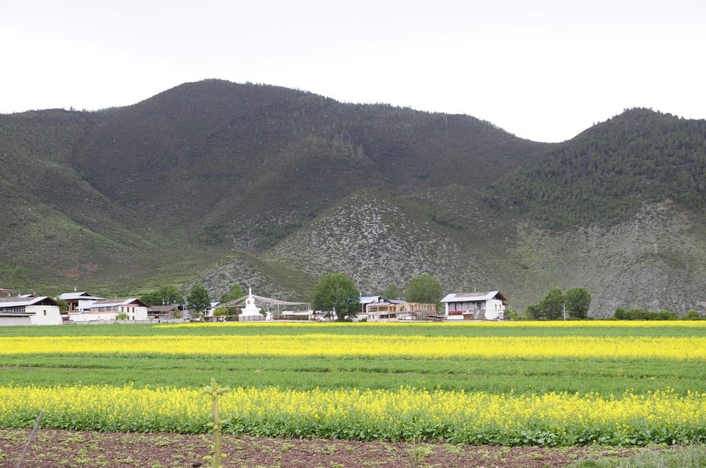 Yila Grassland in June