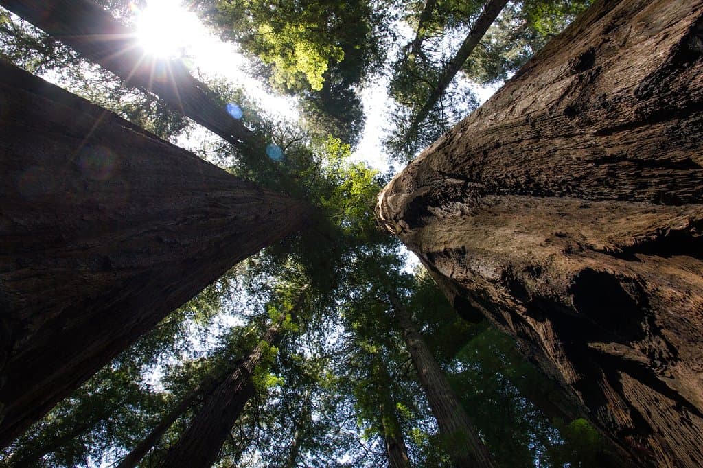 Humboldt Redwoods State Park, California