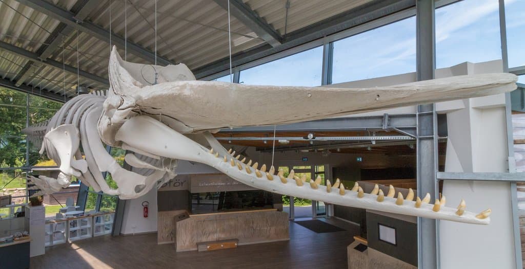 Der Pottwal strandete 1997 in Cuxhaven. Foto: Natureum