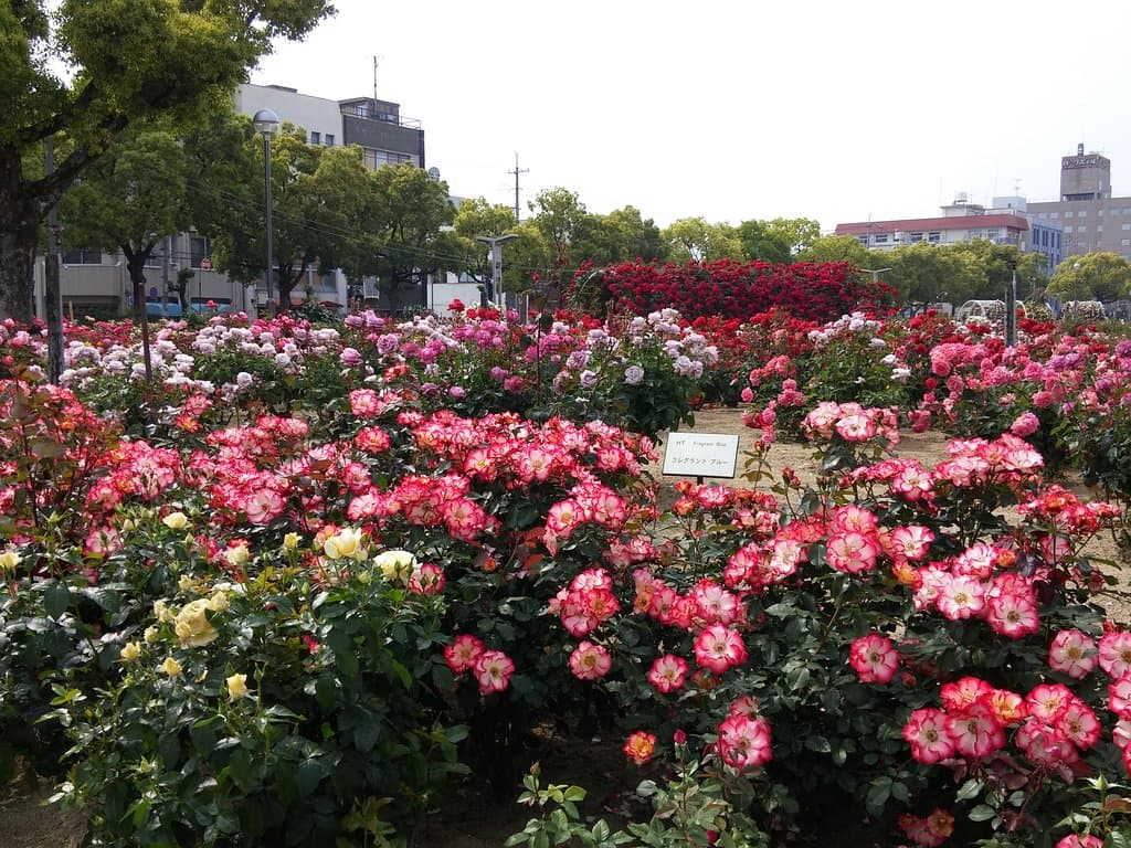 Rose Park, 후쿠야마