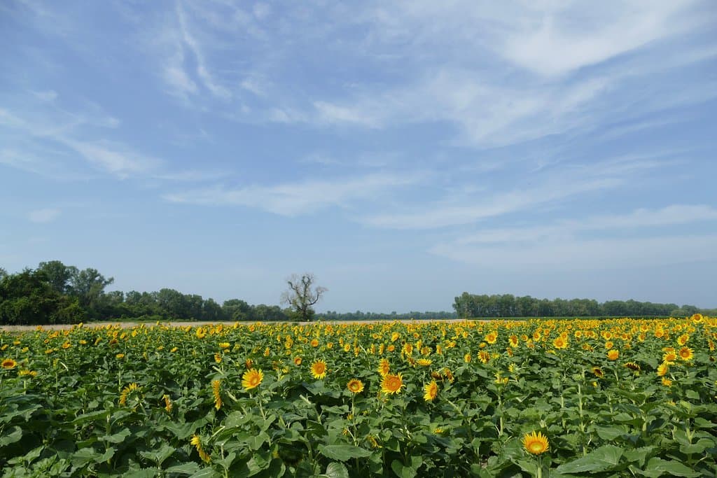 one of the sunflower fields