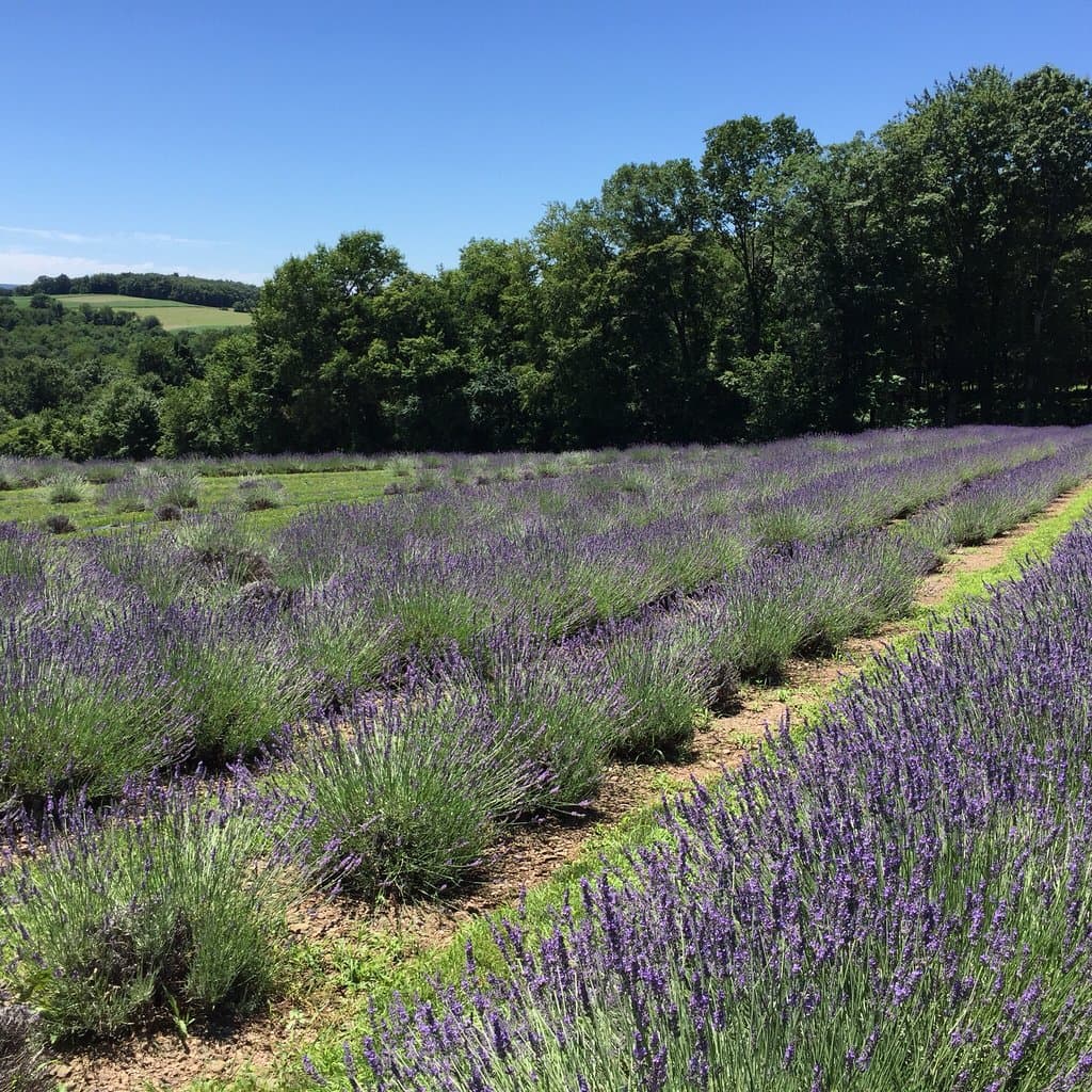 Hope Hill Lavender Farm