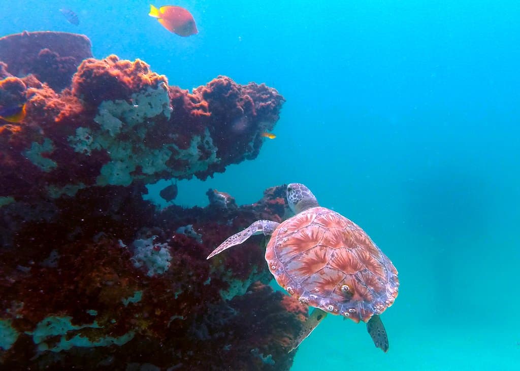 Juvenile Green sea turtle cruising the reef.