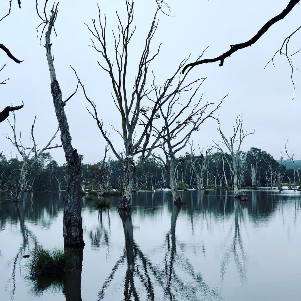 Yindyamarra Sculpture Walk Wagirra Trail