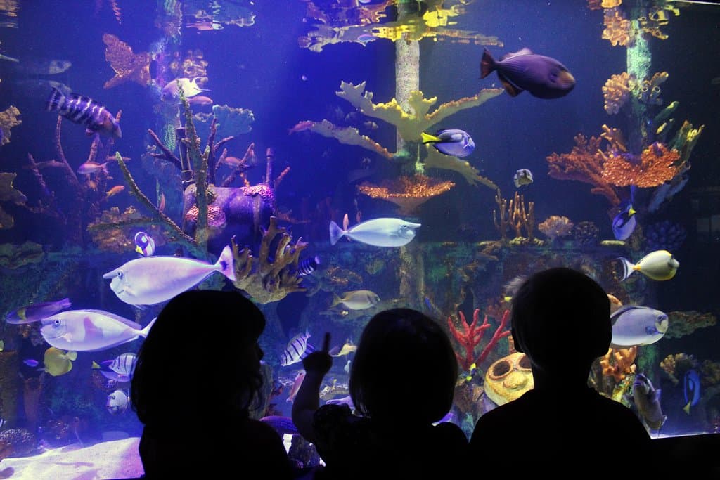 Coral Reef display in Shipwrecks Alive!
