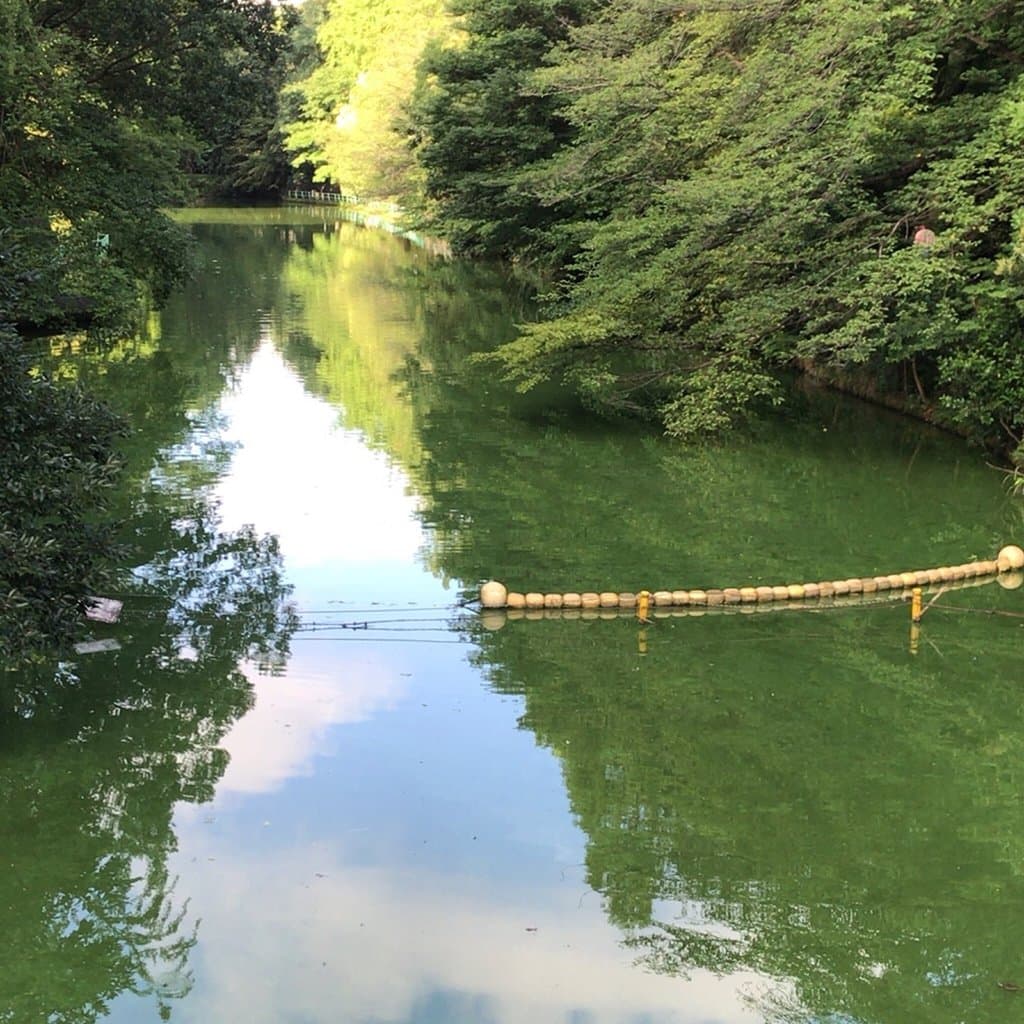 夏の青空と雲が池面に映えますが、よく見ると水面は藻の発生で緑色です(2018/07/10)。