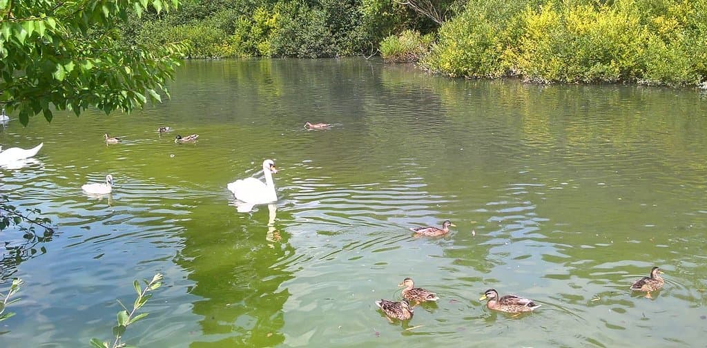 Swans, Signets & Ducks