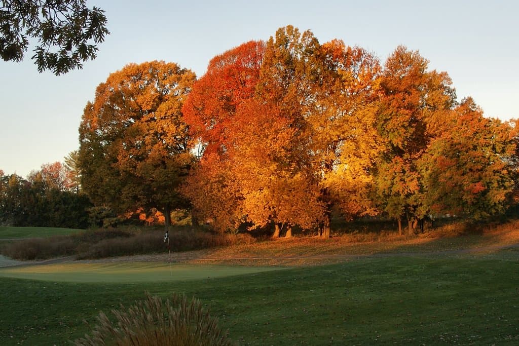 Old Field Habitat with Hardwood Cover on course (photo credit Ed Hass)