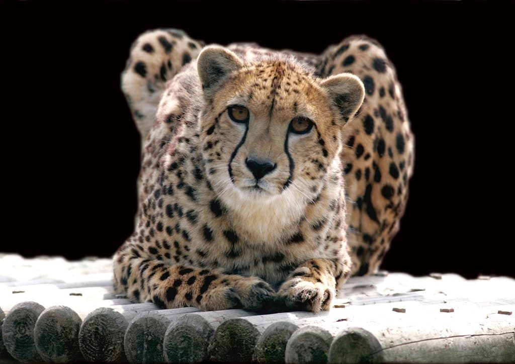 Cheetah