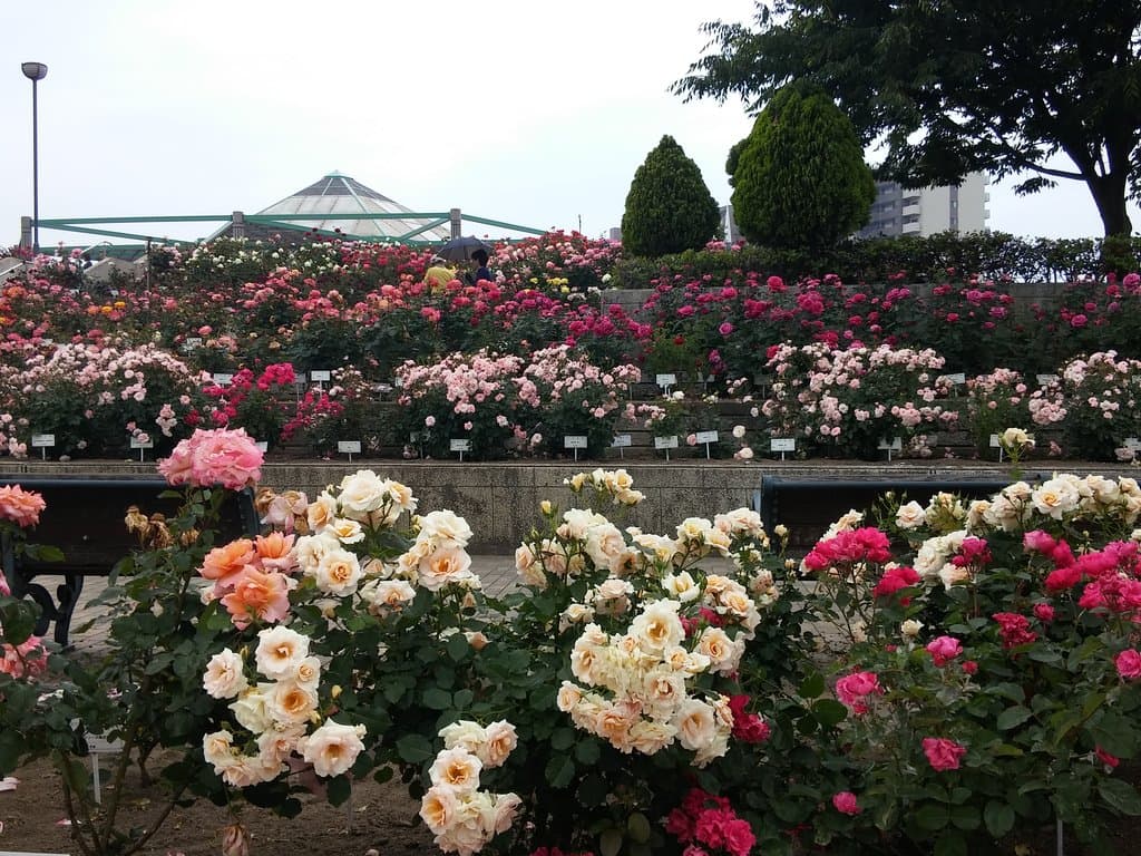 Midorimachi Park