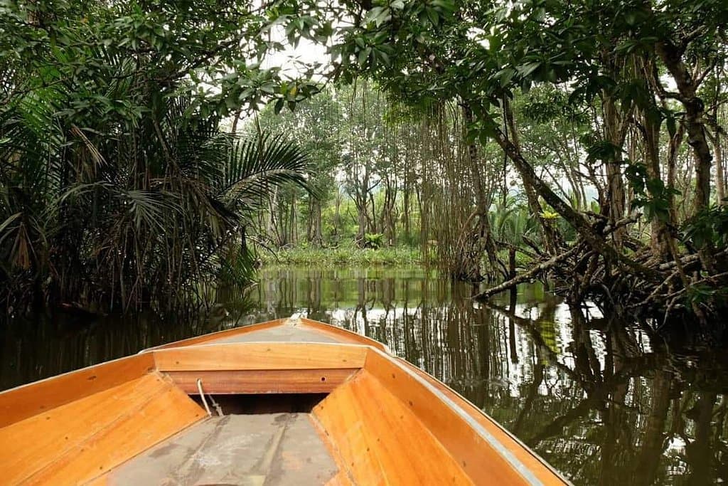 Muara Gembong Mangrove Forest