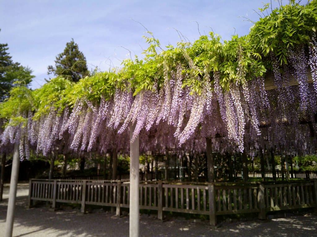 松坂城跡（松阪公園）