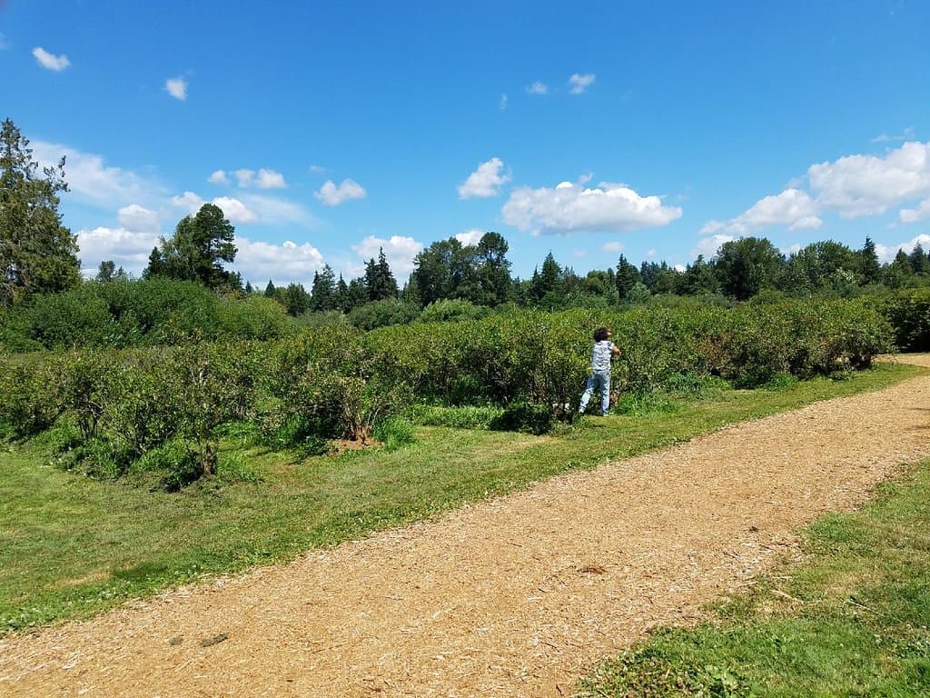 the bushes are a nice height, no pricklies too!