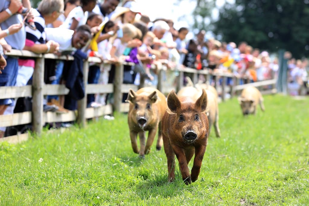 Our famous pig race happens daily 