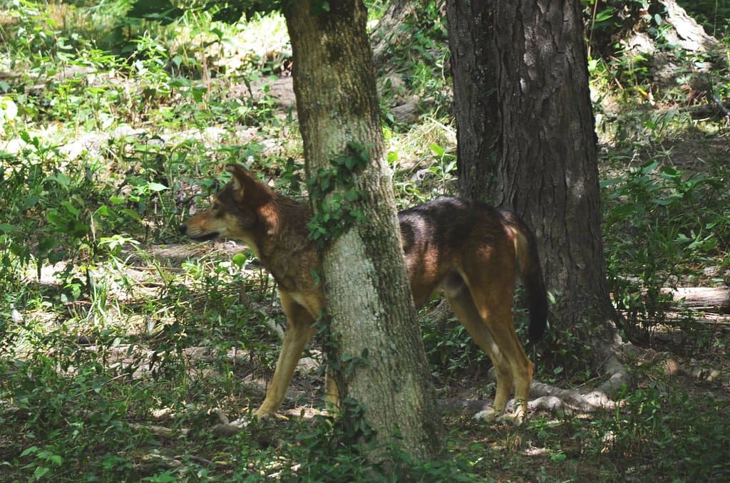 Male Red Wolf