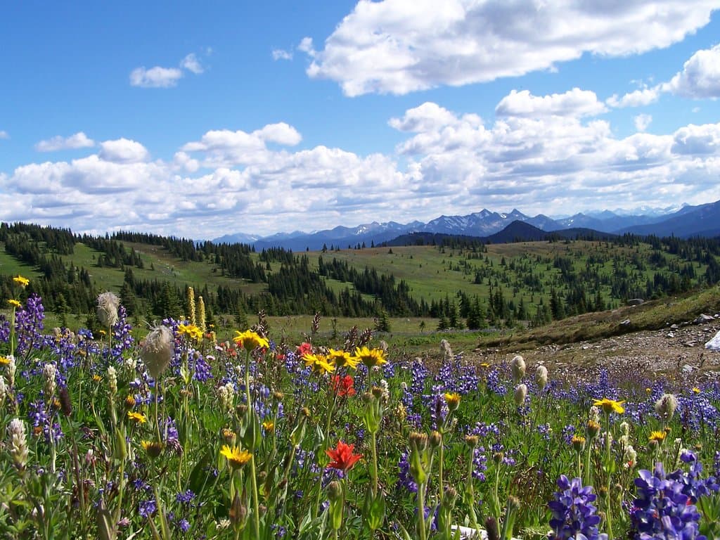 Sub-alpine wildflower meadows