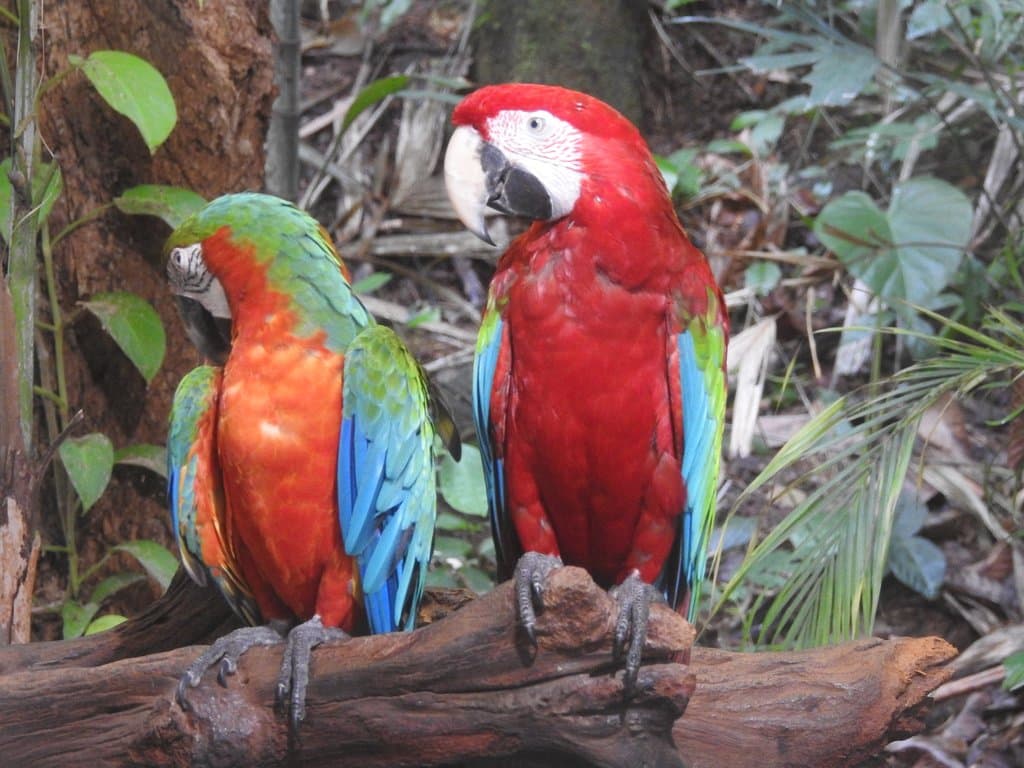 Two of the many Macaws!