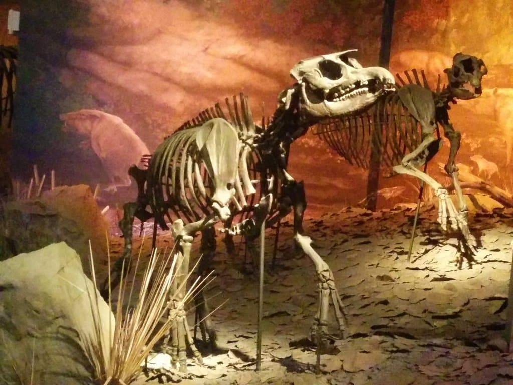 The dinosaur section of the Gray Fossil Museum are included.