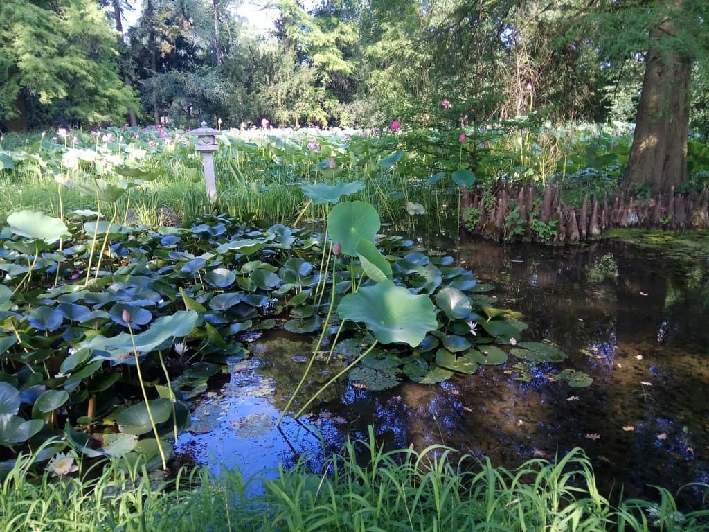 Botanical Garden Szeged