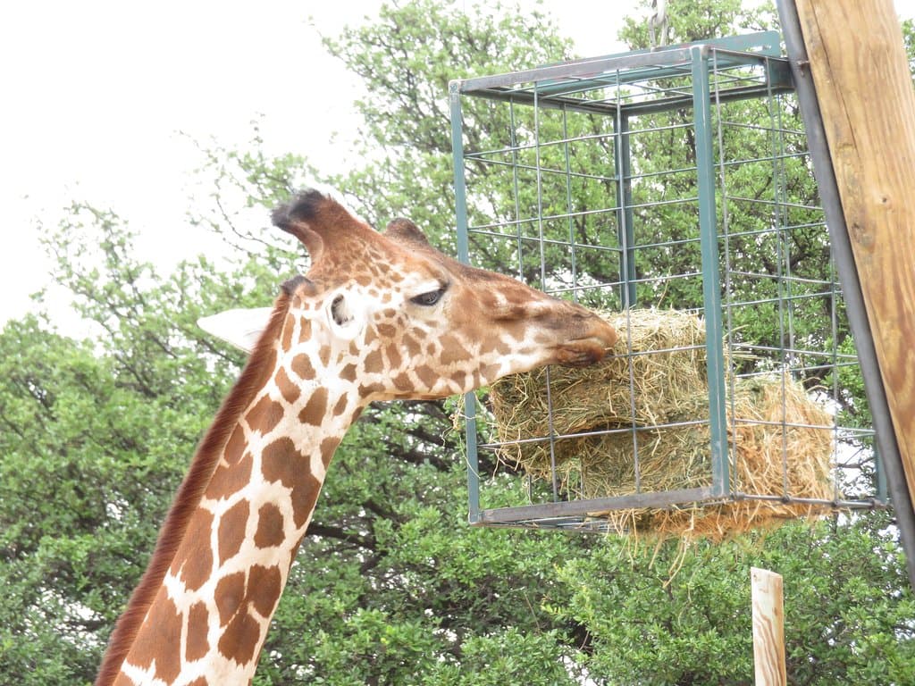 Giraffe Eating