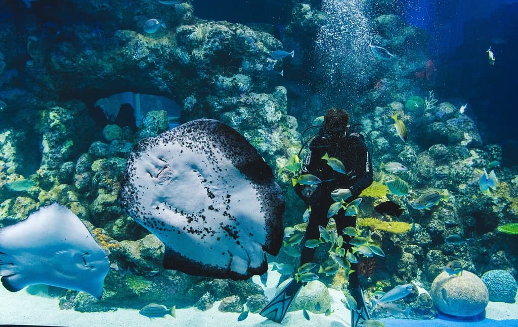 Ray feeding